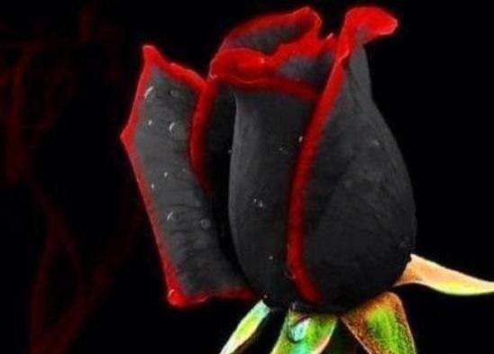 عکس رز مشکی