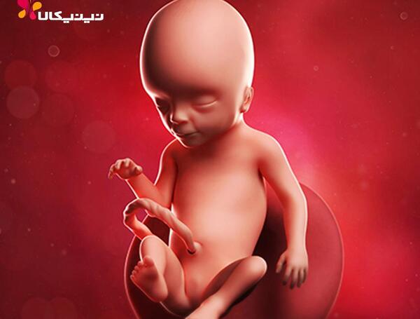 عکس نوزاد شانزده هفته