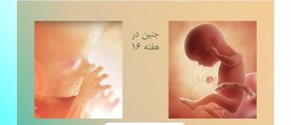 عکس نوزاد شانزده هفته