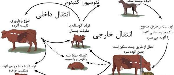 عکس نوزاد گاو