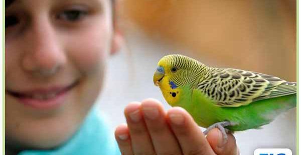 عکس نوزاد مرغ عشق