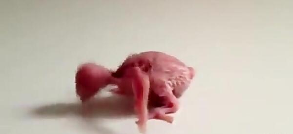 عکس نوزاد مرغ عشق