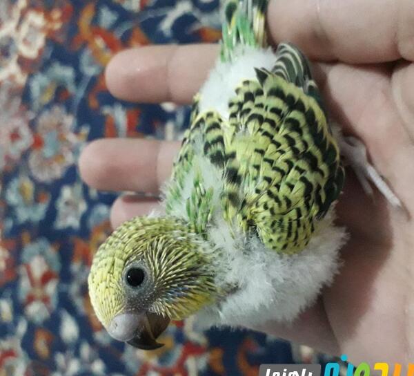عکس نوزاد مرغ عشق