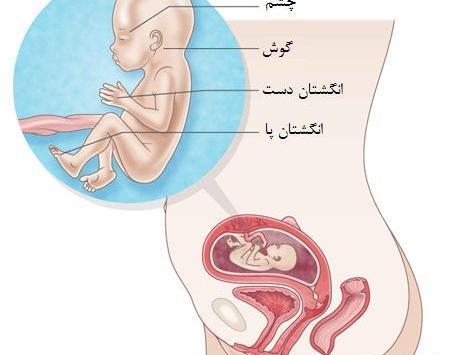 عکس جنین پسر در هفته 21 بارداری