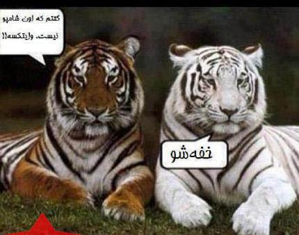 عکس های خنده دار حیوانات با متن