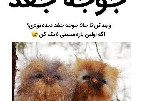 عکس های خنده دار حیوانات با متن