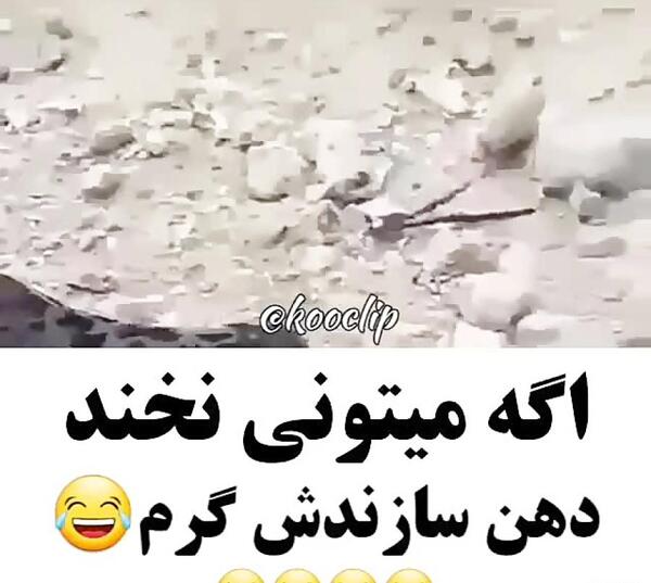 عکس های خنده دار حیوانات با متن