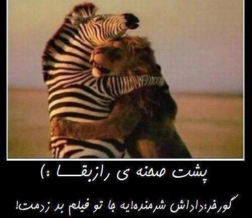 عکس های خنده دار شیر