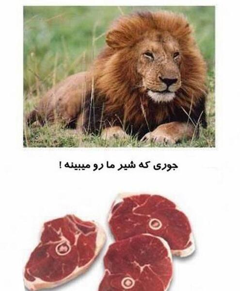عکس های خنده دار شیر