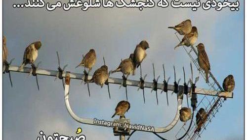 عکس های خنده دار صبح بخیر