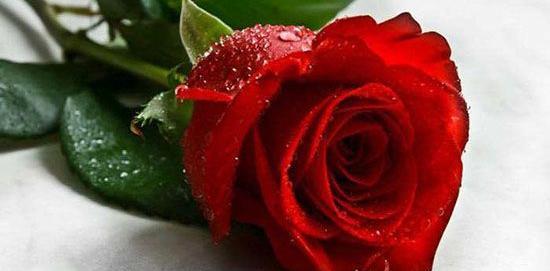 عکس های عاشقانه گل سرخ