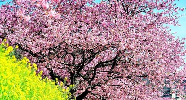 عکس های زیبا فصل بهار