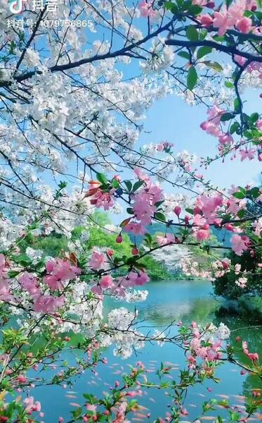 عکس شکوفه های بهاری برای پروفایل