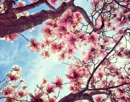 عکس های صبح بهاری
