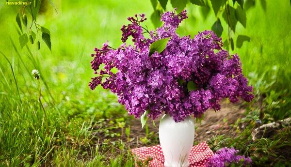 دانلود عکس های طبیعت بهاری