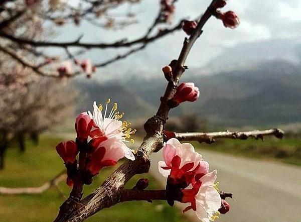 عکس های قدیمی بهار