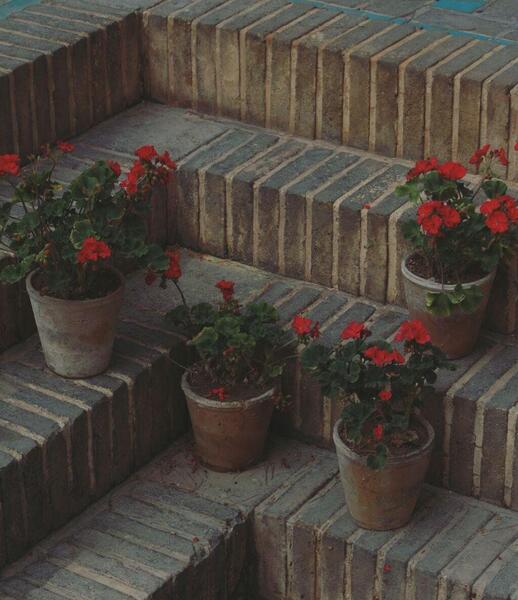 عکس های قدیمی بهار