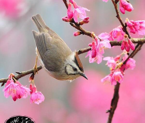 عکس های منظره بهاری زیبا