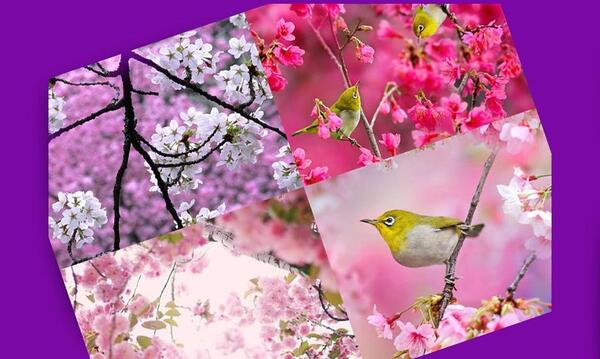 عکس های بهاری نوروز