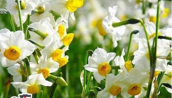 عکس های نرگس بهار