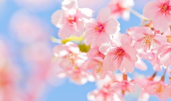 عکس های بهار و یاووز