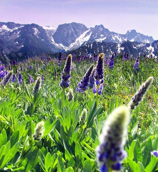 عکس های گل های بهاری