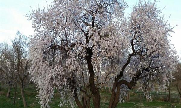 عکس های بهار همدان