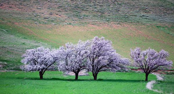 عکس های بهار همدان