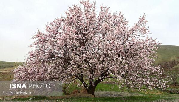 عکس های بهار همدان