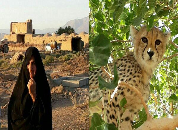 عکس یوز پلنگ ایرانی برای تصویر زمینه