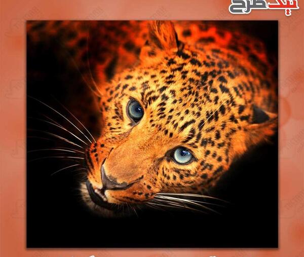 عکس یوز پلنگ گرافیکی