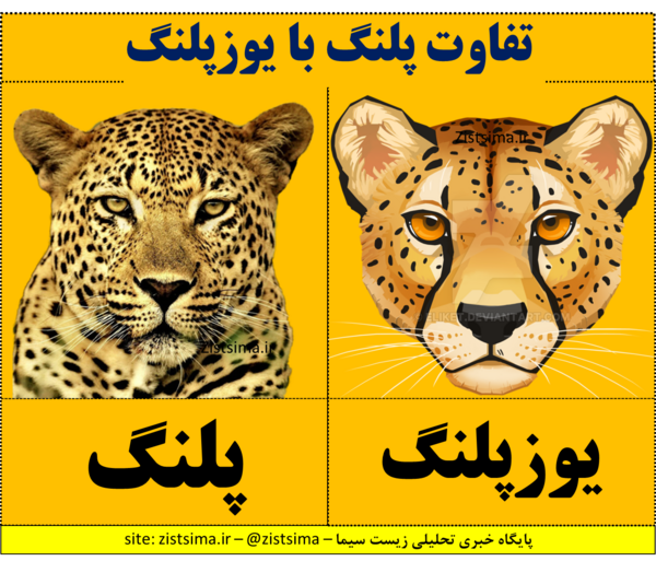 عکس پلنگ و یوزپلنگ