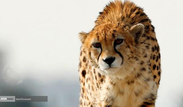 عکس های زیبای یوز پلنگ