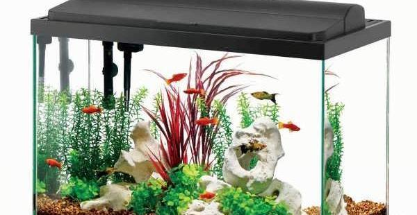 عکس ایده برای تزیین آکواریوم