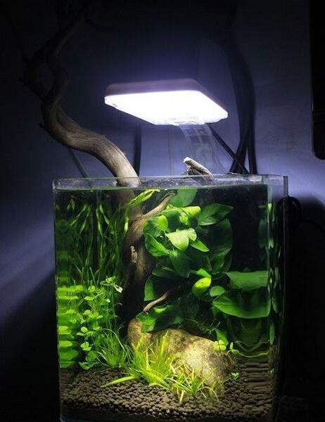 عکس ایده اکواریوم پلنت