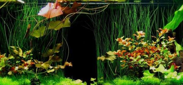 عکس ایده ی آکواریوم