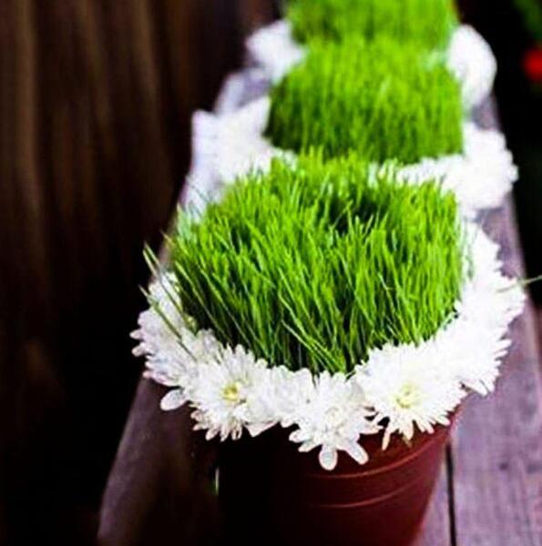 عکس ایده برای ظرف سبزه عید