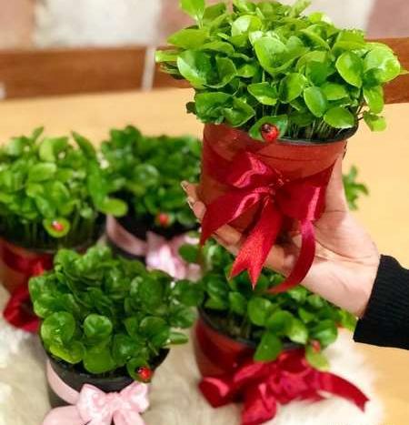 عکس ایده برای ظرف سبزه عید