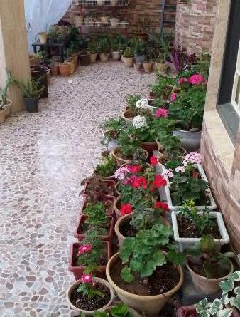 عکس ایده برای گلخانه حیاط