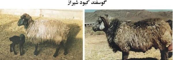 عکس قوچ کبود