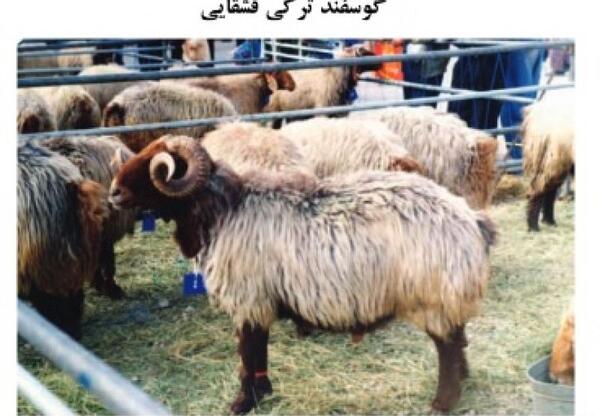 عکس قوچ کبود