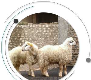 عکس قوچ کبود