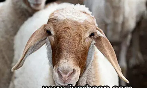 عکس قوچ کبود
