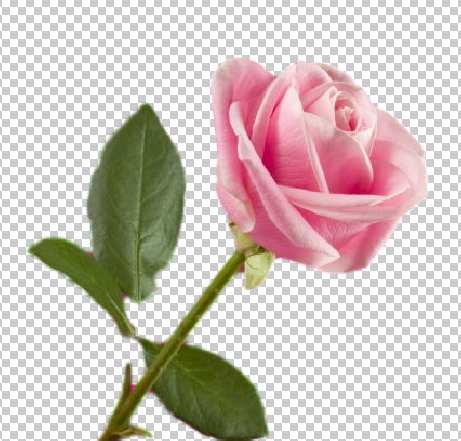 عکس استیکر برای تصویر زمینه