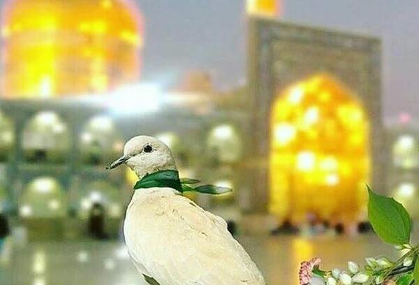 عکس دختر در حال زیارت