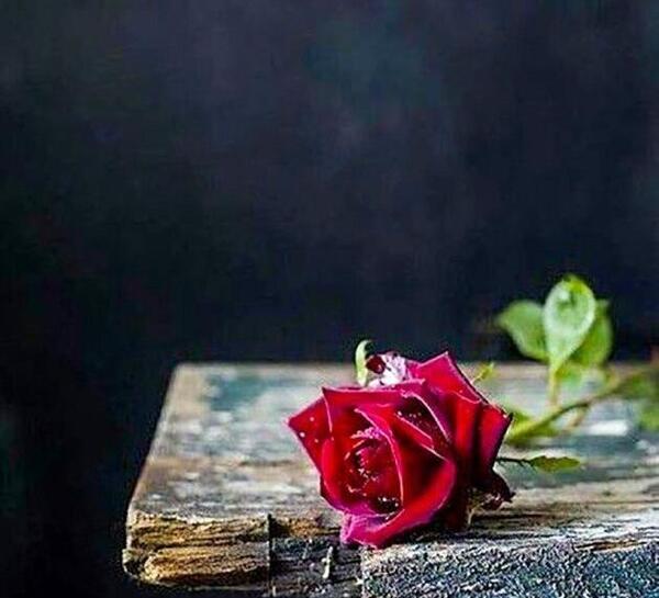 عکس پسر درحال چیدن گل