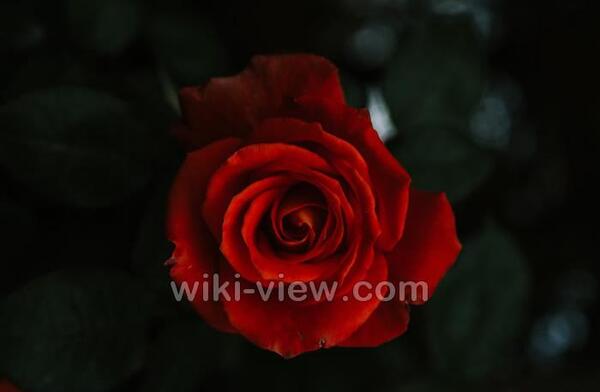 عکس پسر درحال گل چیدن
