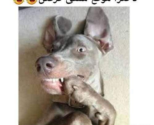 عکس پسر در حال مسخره بازی