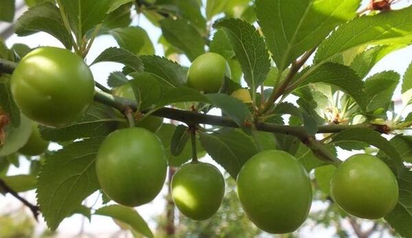 عکس فیک آلوچه