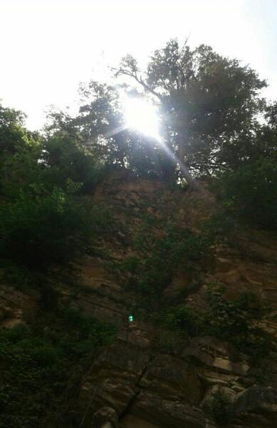 عکس فیک جنگل